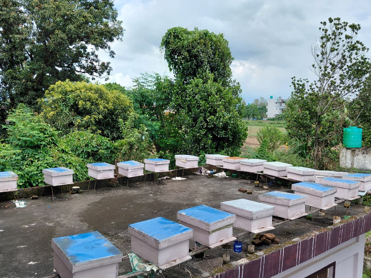 Rows of Everest Honey Product Nepal's own hives in Bharatpur-05, Chitwan
