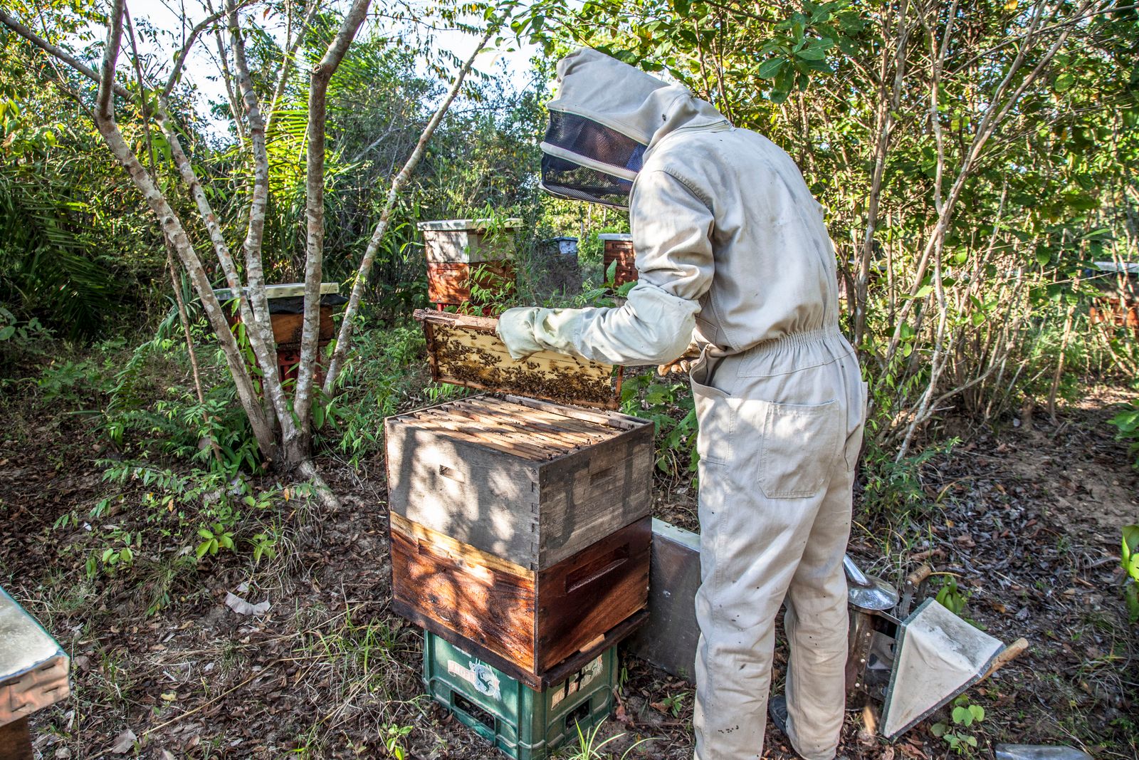 A beekeeper in protective gear inspecting a frame hive