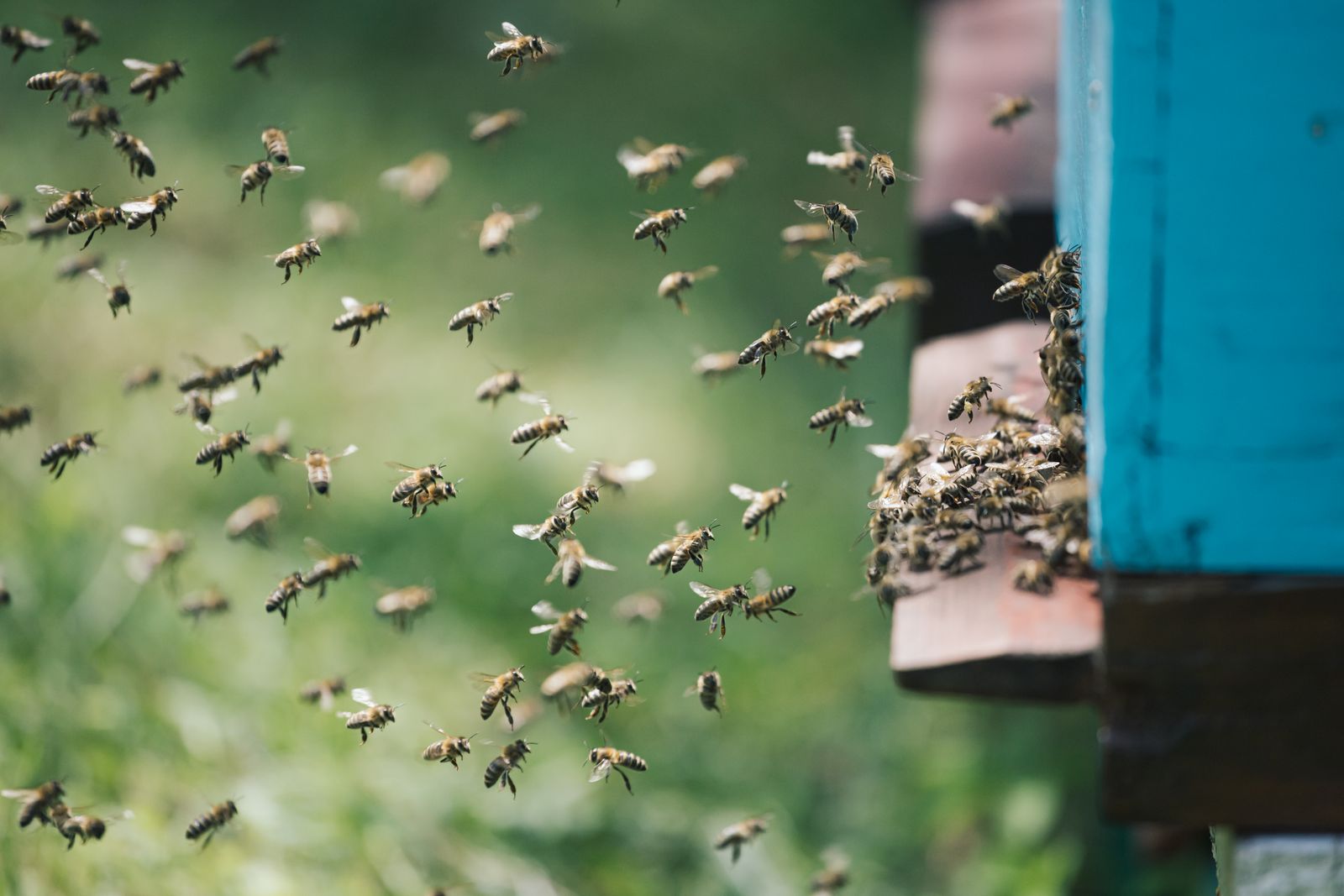 Bees flying around a frame hive